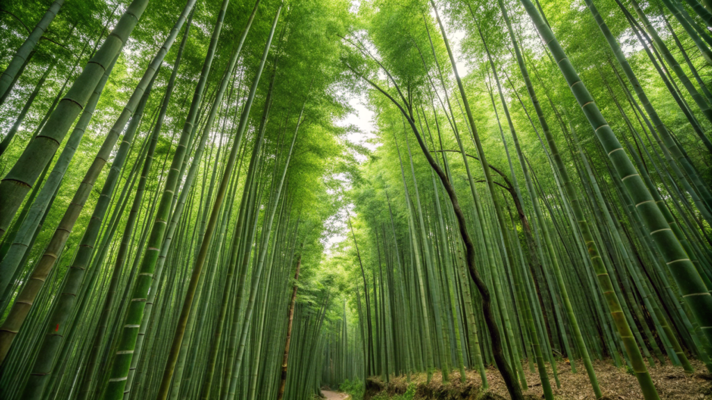 Visiting Kyoto Bamboo Forest in Summer: Best Time to Beat the Crowds